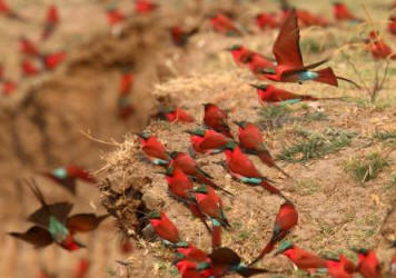 Southern Carmine Bee-eater nesting colony
